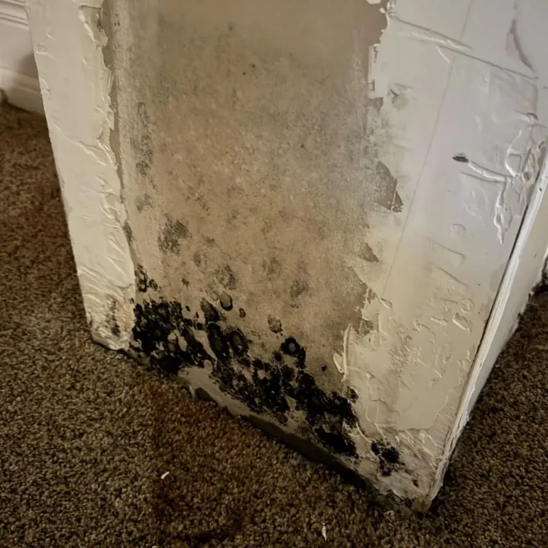 Professional Mold Removal in Pendleton County, WV